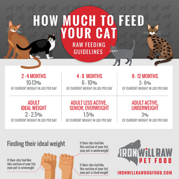 How much raw chicken to feed a cat