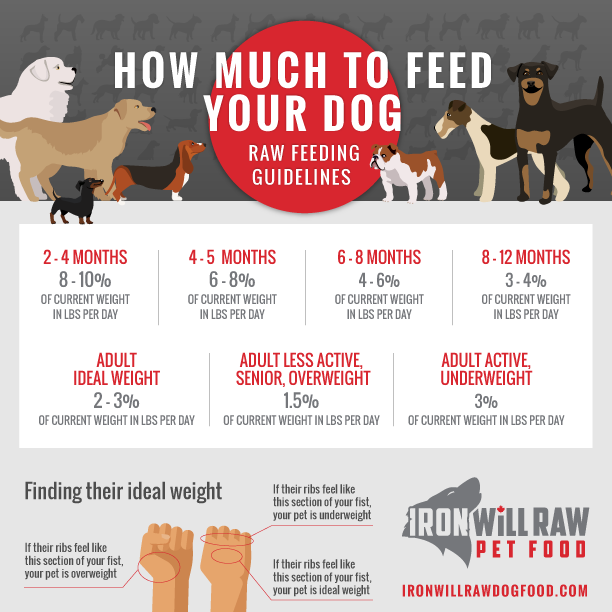 How Much Raw Food Should I Feed My Dog? Iron Will Raw