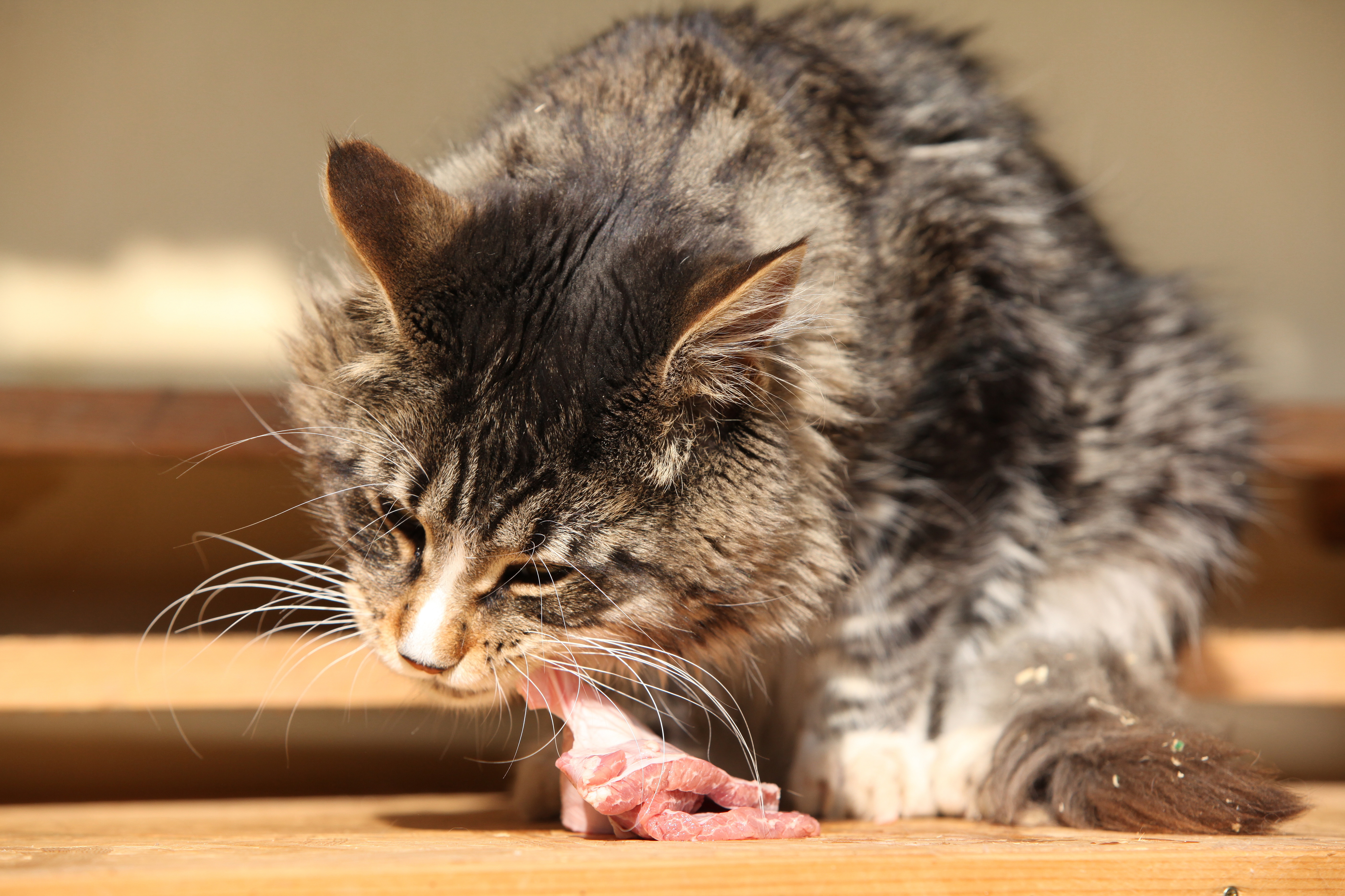 Illnesses that can be avoided in cats by feeding raw foods